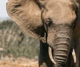 elephant.jpg