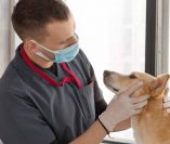 veterinary.jpg